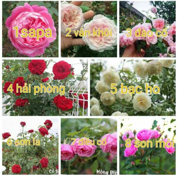 Combo 10 Gốc Hoa Hồng Ngoại  Bông To
