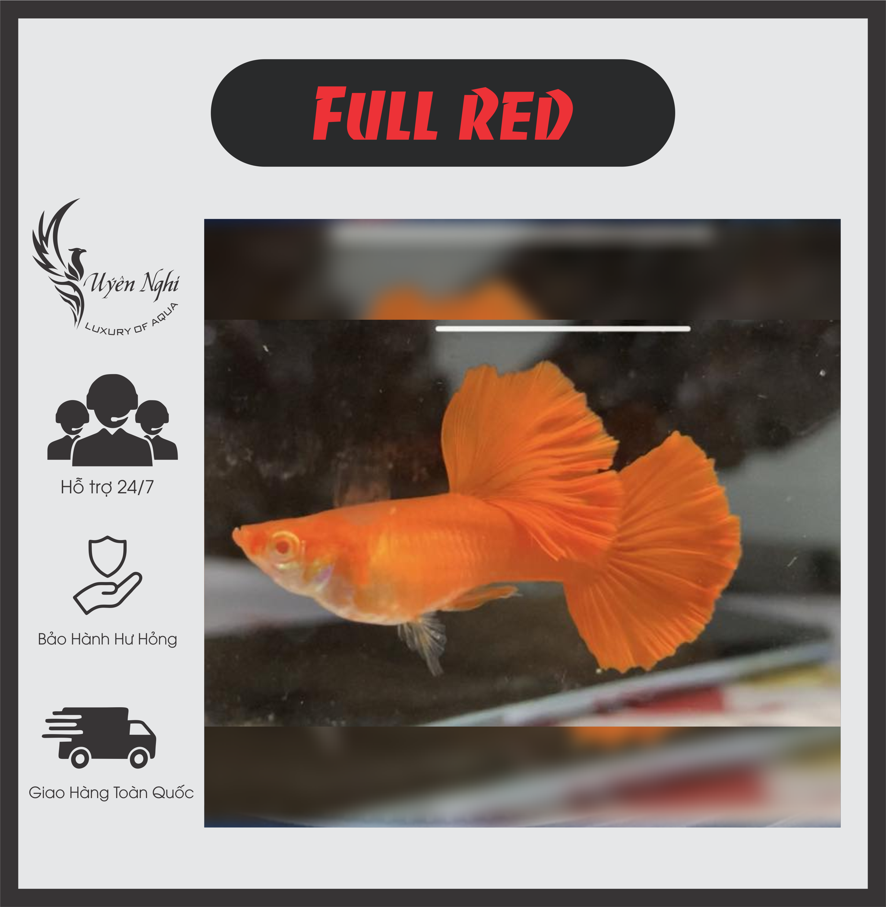 [Mua 5 tặng 1]Full red guppy thủy sinh ( tặng thức ăn ) + rong trúc