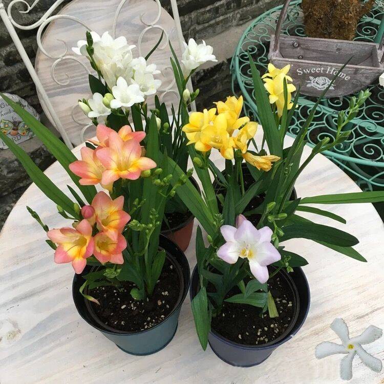 [HCM]combo 3 củ giống hoa lan nam phi Fressia