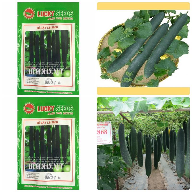 Hạt giống bí xanh dài ( bí sặt ) 1 gói 30 hạt