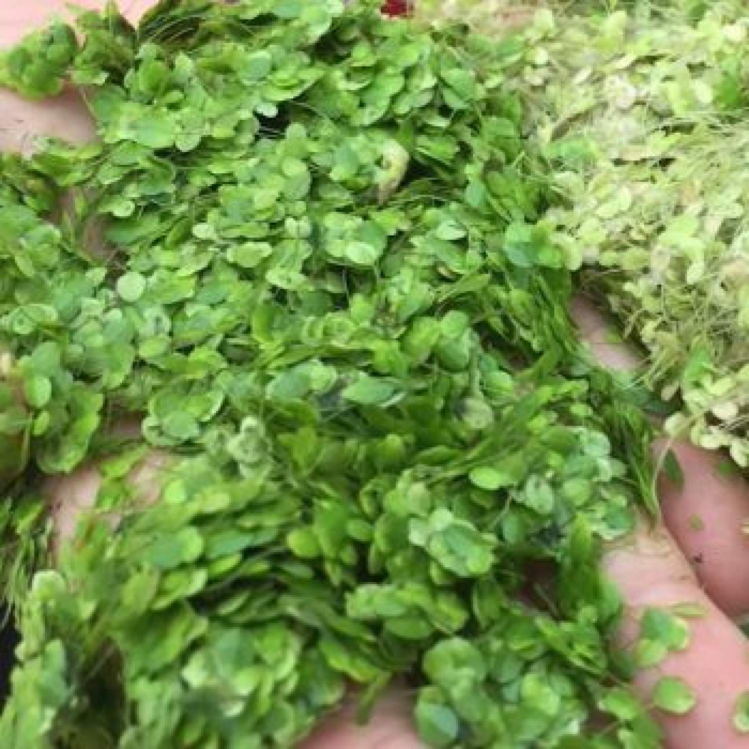 Bèo cám Siêu lọc nước