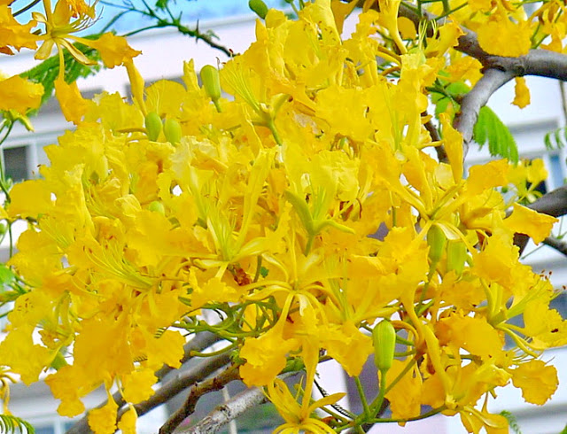 Cây Phượng vàng (Cây Phượng hoa vàng), hoa cực đẹp, hiếm, lạ, cây giống gửi đi nguyên bầu