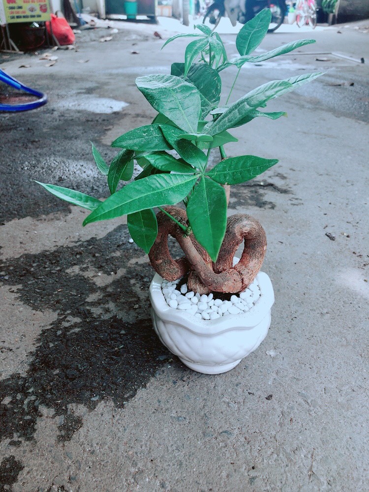 Cây Kim Ngân Tim Kim Ngân Nơ