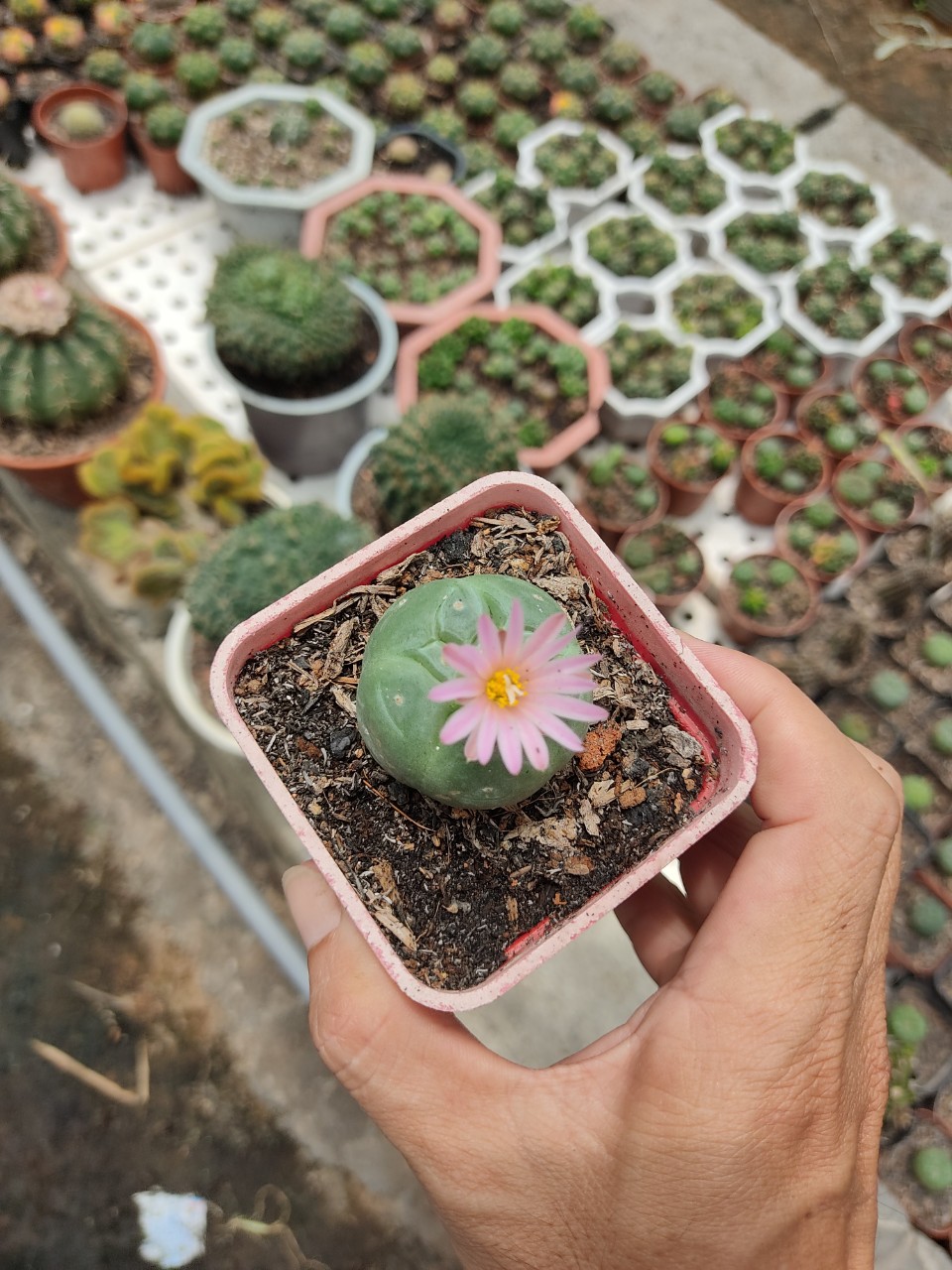 Xương rồng LOPO (size cây 3-4 cm)