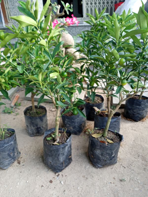 CÂY GIỐNG Cây tắc ngọt. (CÂY QUẤT NGỌT)