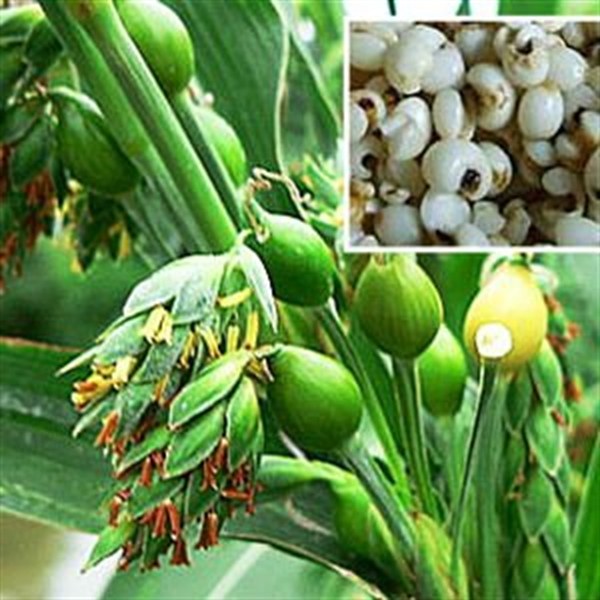 Hạt Ý Dĩ ( Hạt Bo Bo) 500Gr