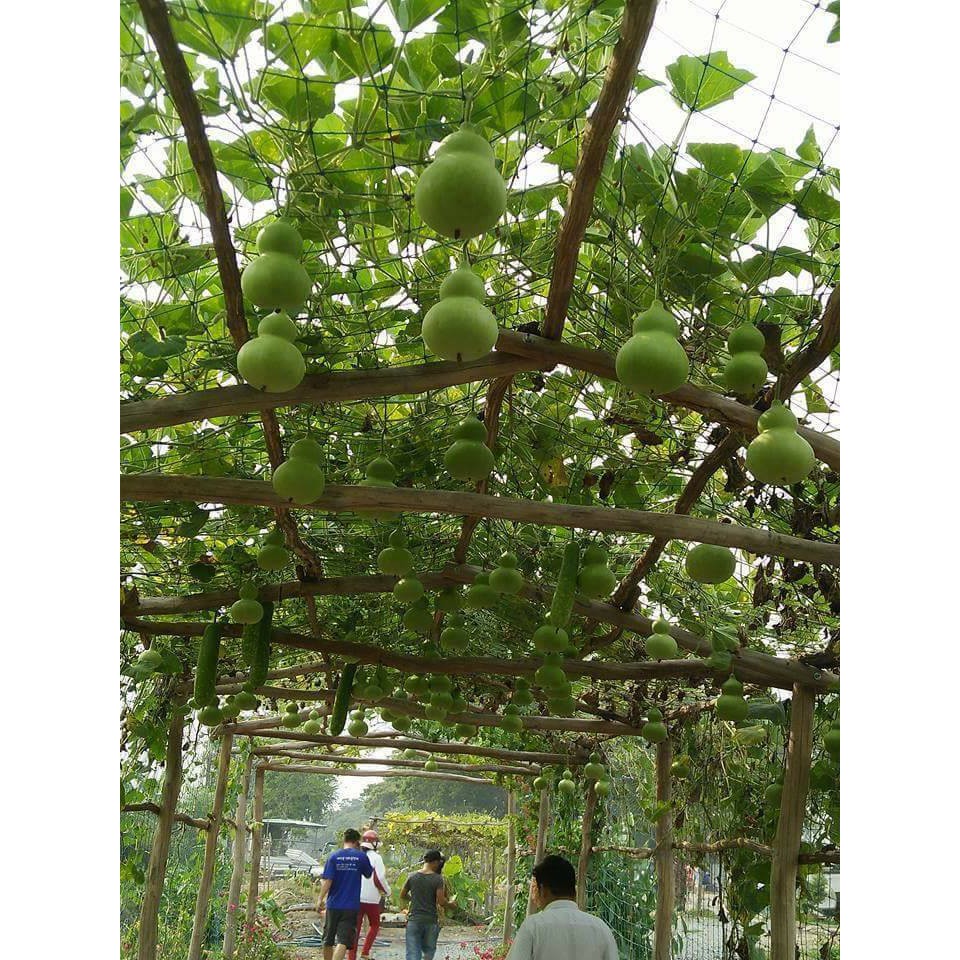 Hạt Giống Bầu Hồ Lô Cao Sản - 6 hạt