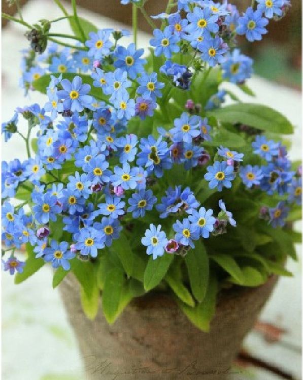 Hạt Giống Hoa Lưu Ly mix màu - gói 100 hạt