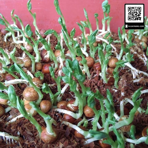 Hạt giống rau mầm đậu Hà Lan - Gói 50gr