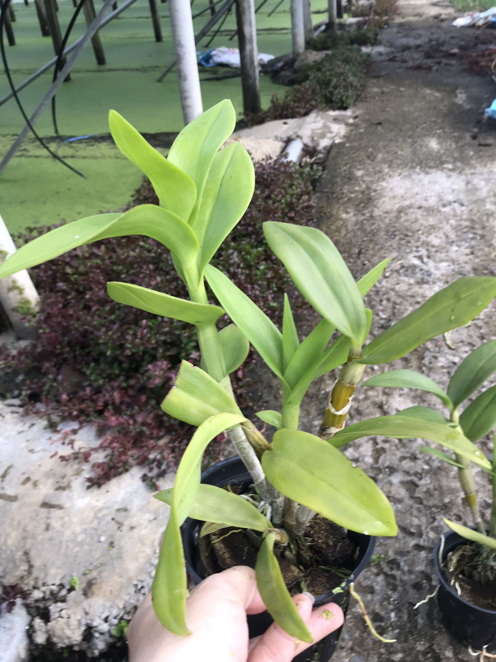 Hoa lan ngọc trai đen 5%