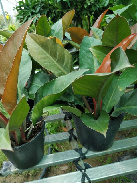 [Cây phong thủy] Trầu bà đế vương đỏ nâu - CayGiongTot