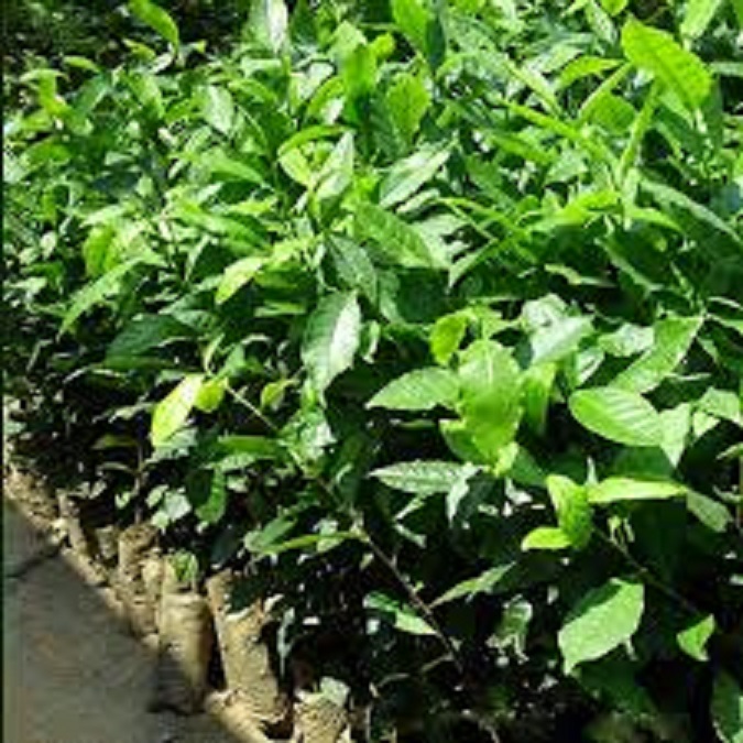 Cây CHÈ xanh ( cây trà xanh ) giống