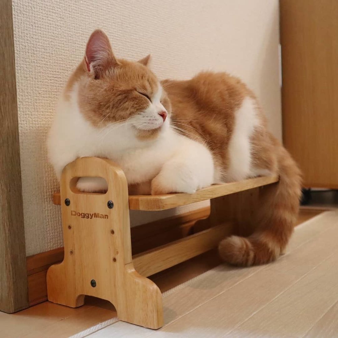[HCM]Bàn Ăn Gỗ Cattyman Dành Cho Mèo Cưng