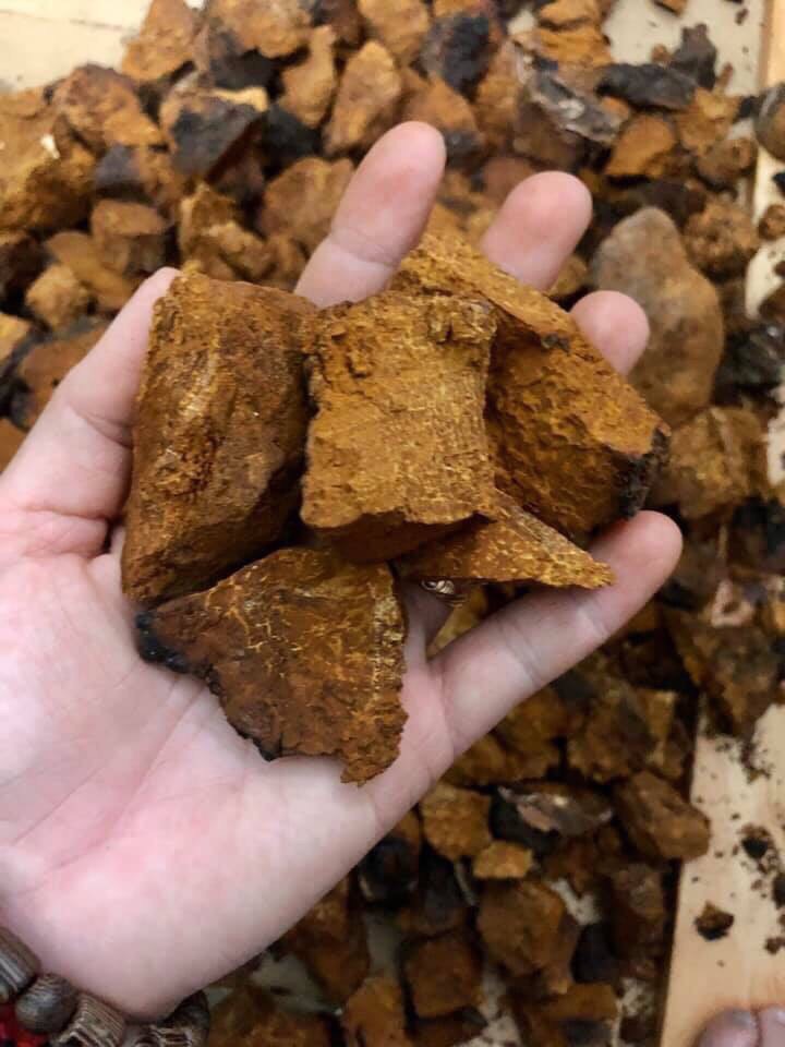 Nấm chaga Nga sibiri 100 gr