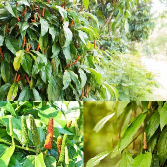 Tiêu Lốt Tươi Hữu Cơ