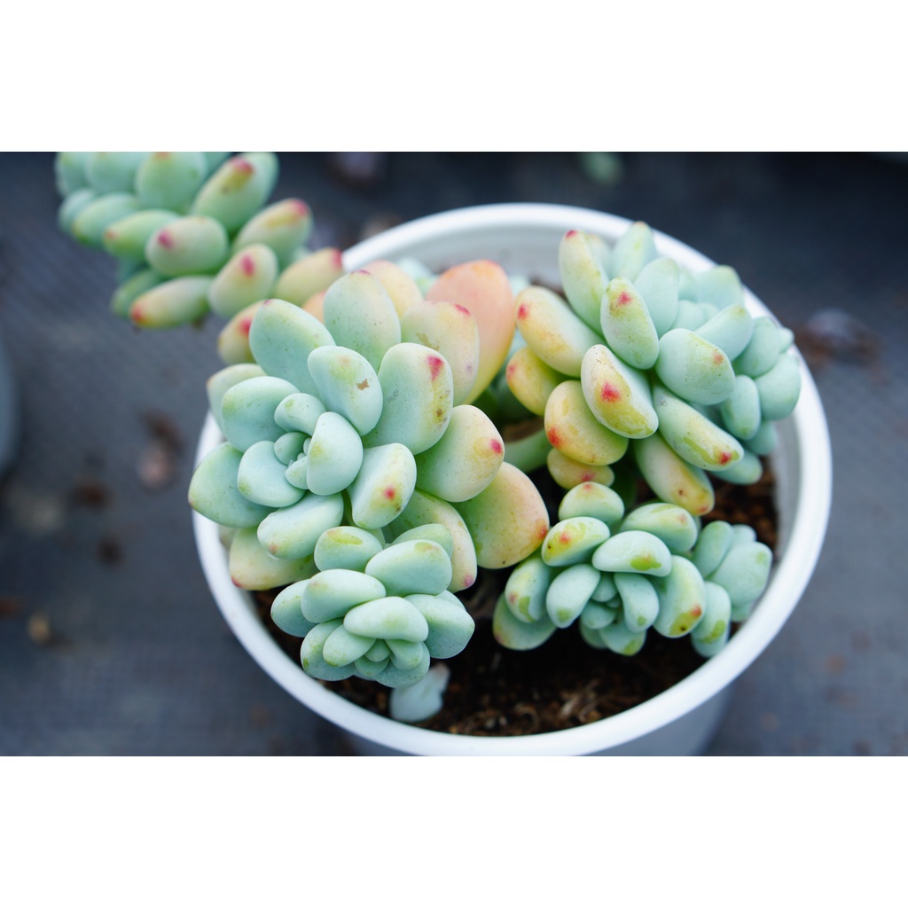 SEN ĐÁ THIÊN THANH 10cm - HƯ 1 ĐỔI 1