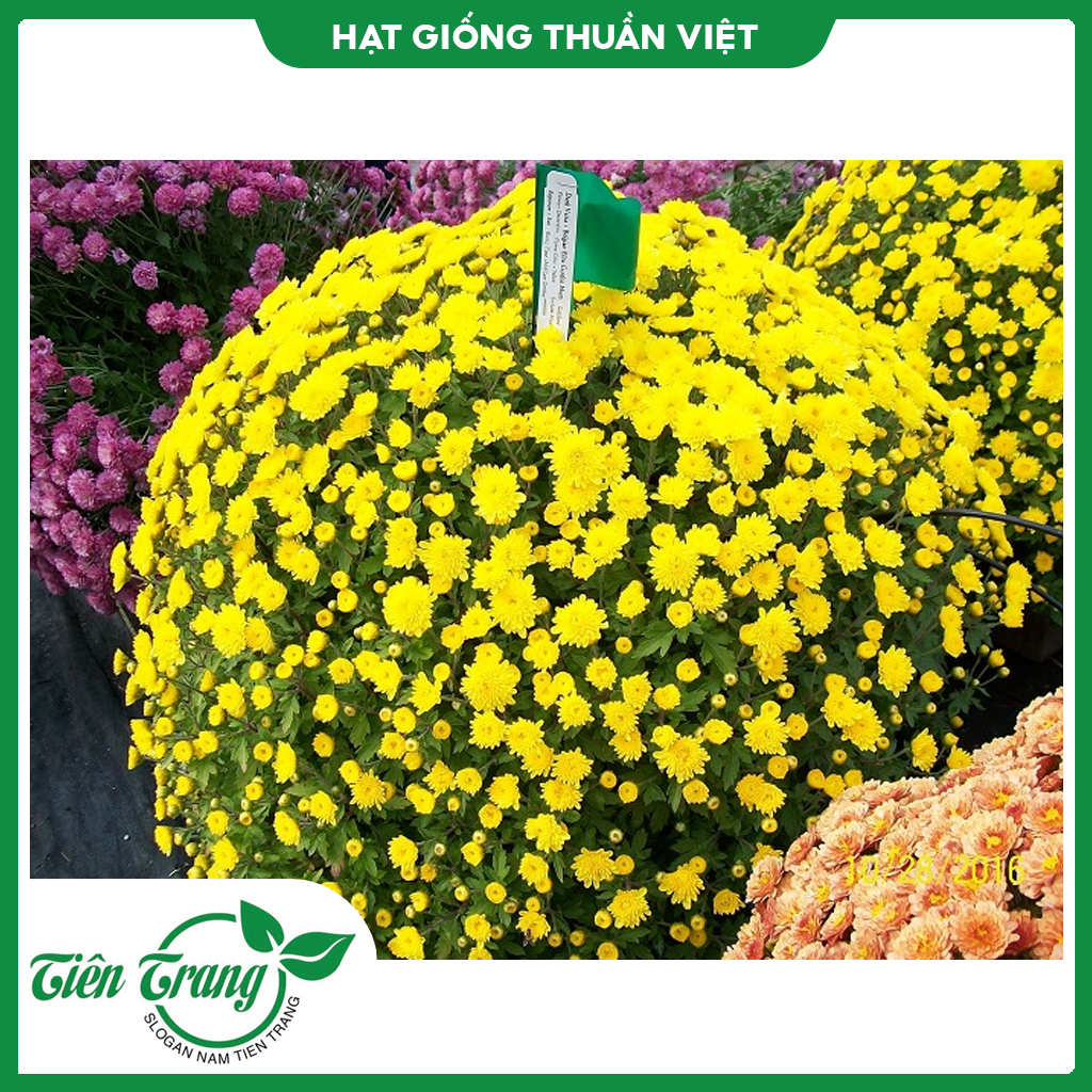 Hạt giống hoa cúc mini vàng
