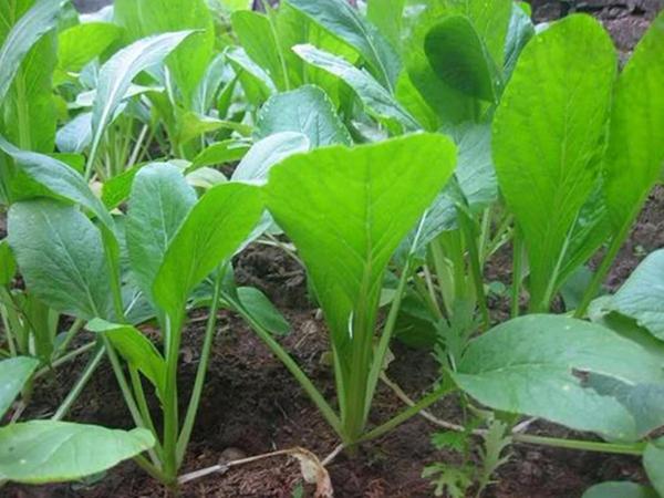 HẠT GIỐNG CẢI NGỌT PHÚ NÔNG 50GR