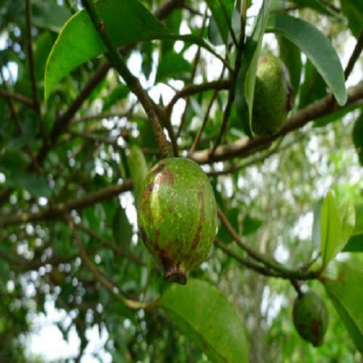 CÂY GIỐNG CÂY QUẢ DỌC CHUA