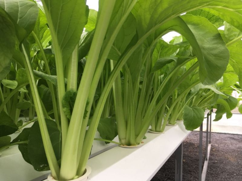 20 Gram Bịch Hạt Giống Cải Ngọt Rạng Đông