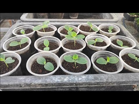 Hạt giống bí đỏ da cóc Rạng Đông bùi, ngọt (5 hạt)