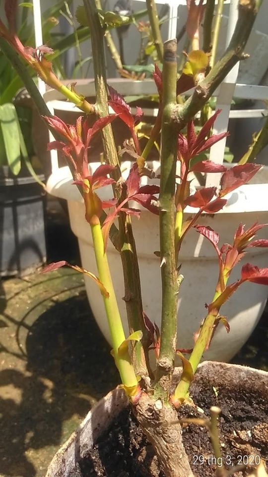 (Mời Mùa) 3 hoa hồng ngoại bụi Kate Rose xinh