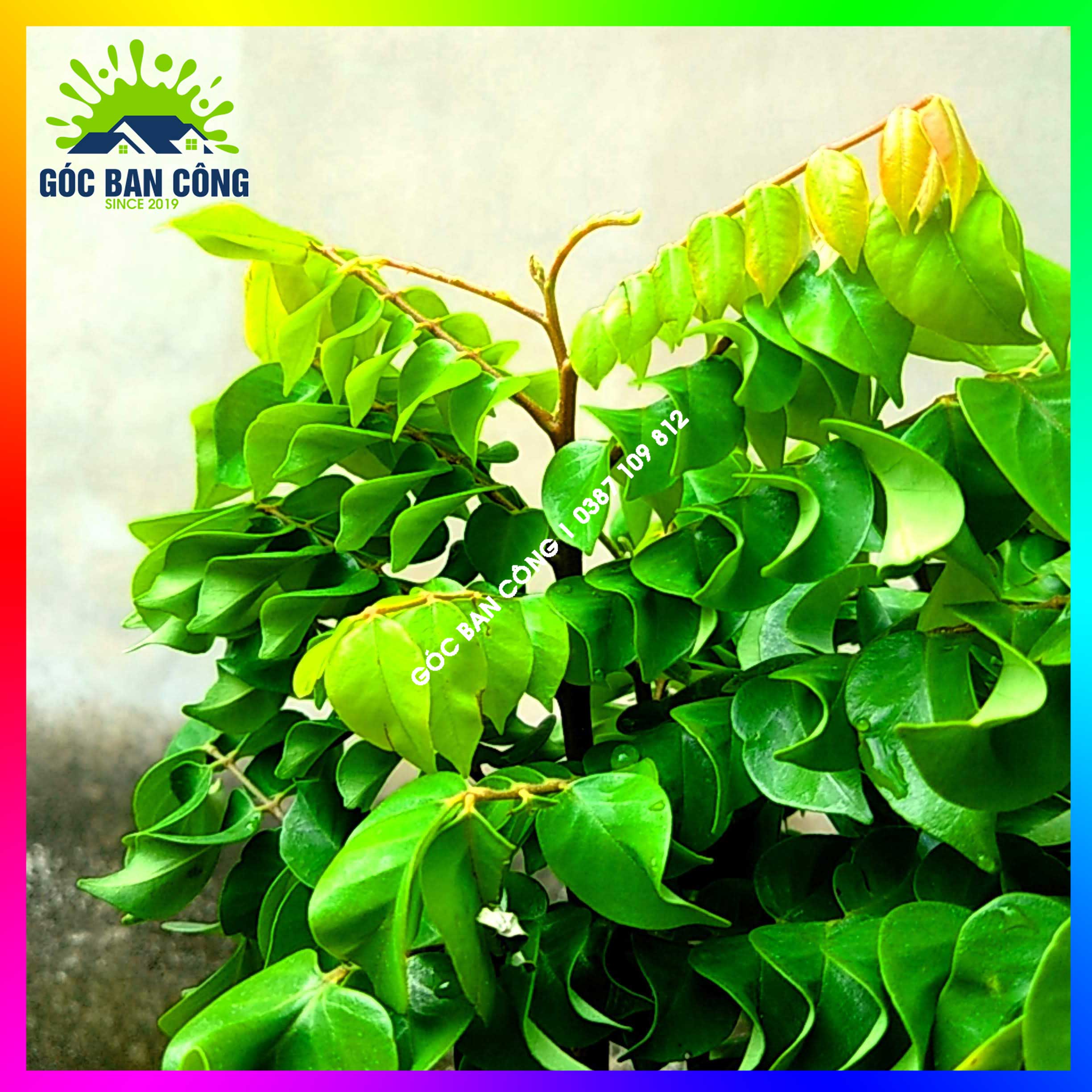 Cây Khế Bonsai Mini Gốc Quái - KBS06