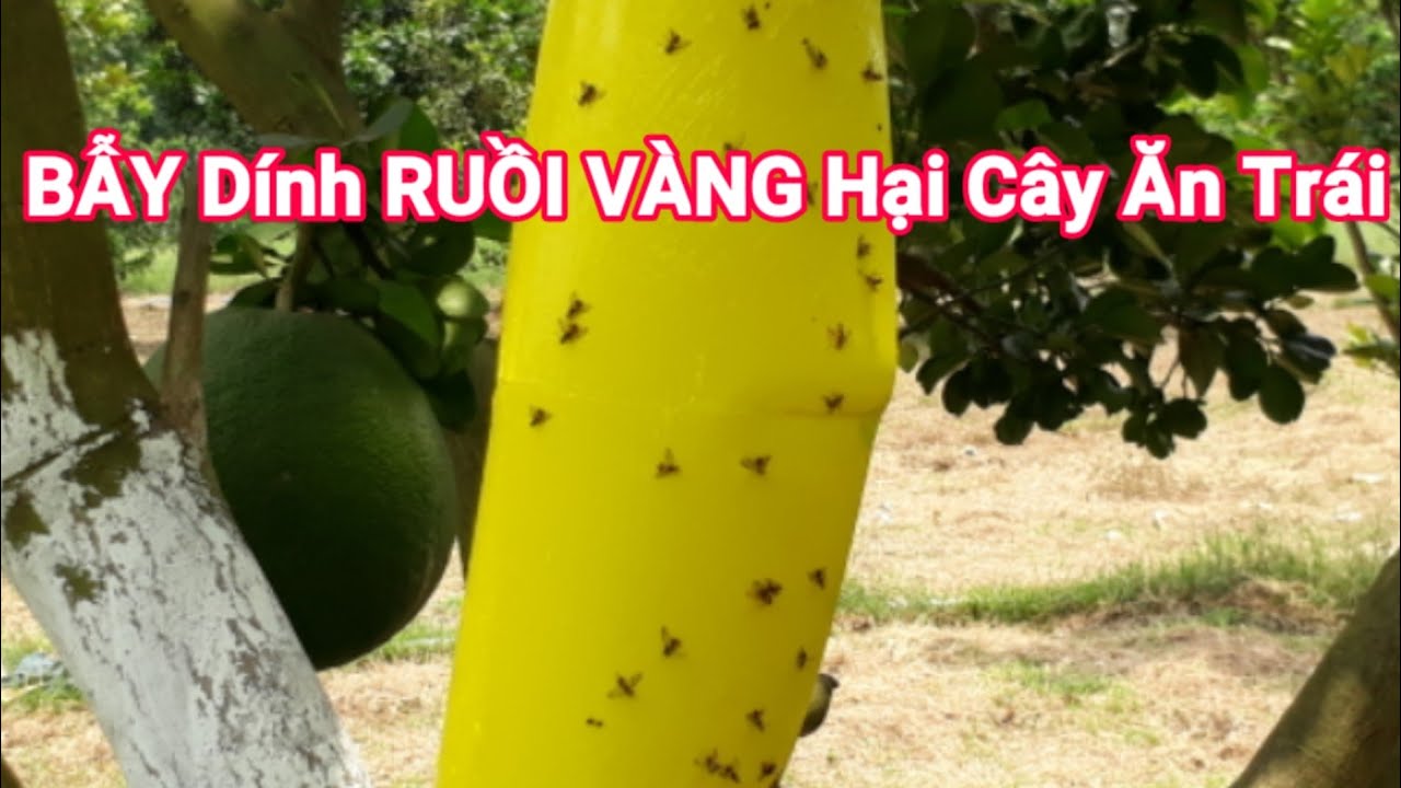 Size lớn 20 x 25cm - Bẫy dính ruồi vàng 2 mặt
