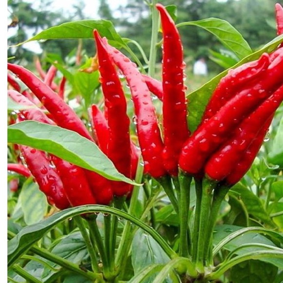 RD Giống ớt chỉ thiên 799 (0.1g)