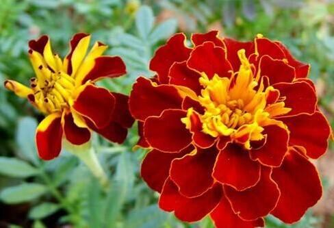 BỘ 2 gói Hạt giống Hoa cúc vạn thọ pháp