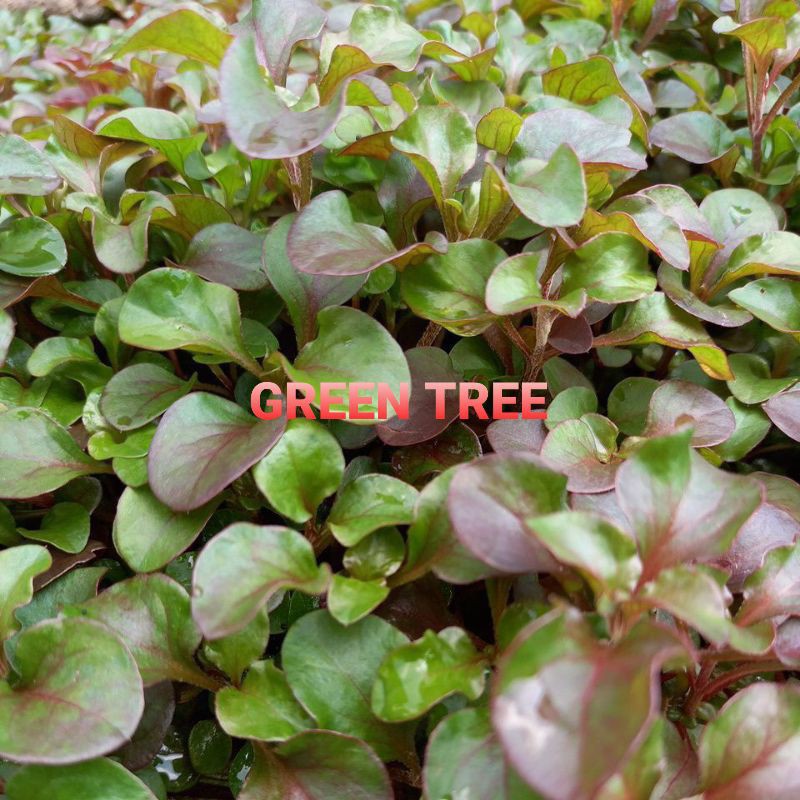 Cây giống cải xà lách xoong Nhật