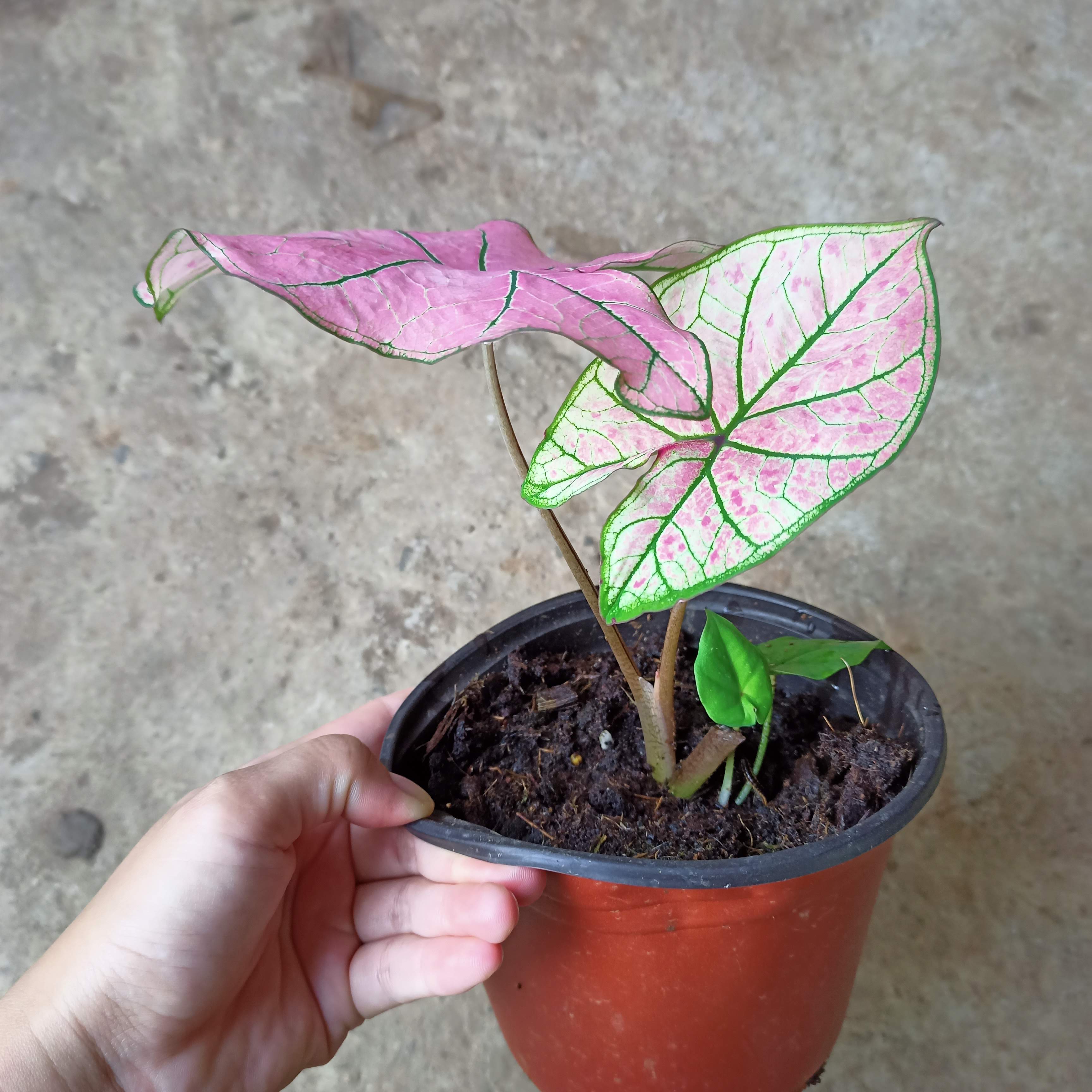 Chậu cây môn dâu lá to- Strawberry Star Caladium