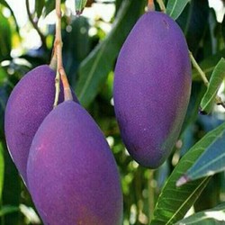 Combo 3 cây xoài Ngọc Vân, giống cây quả to