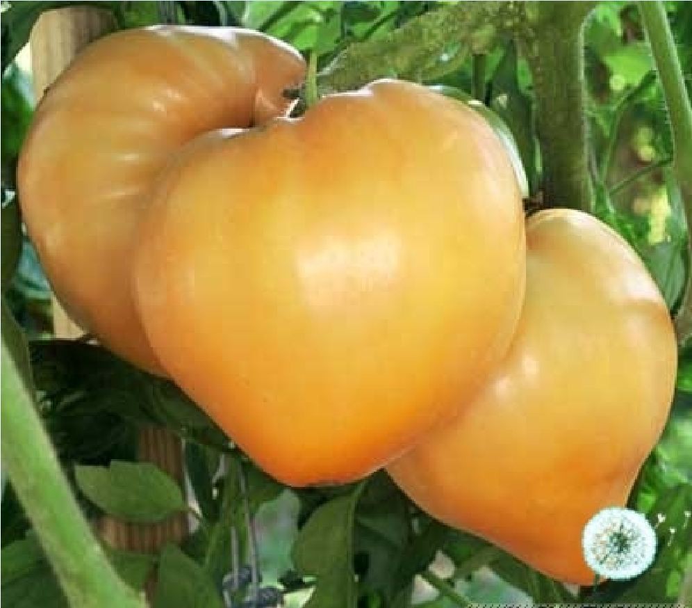 Hạt giống cà chua trái tim vàng - gói 30 hạt