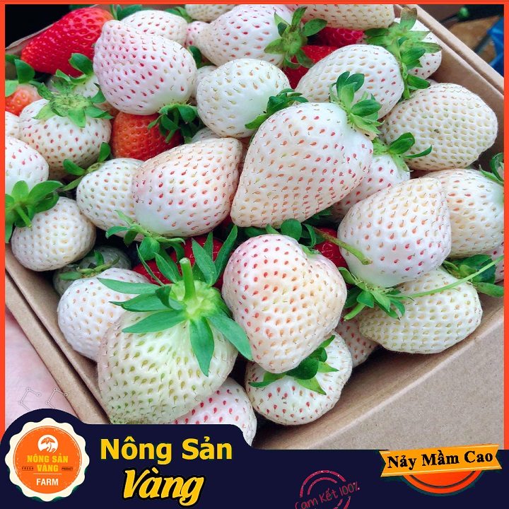 Hạt giống Dâu Tây Dứa (Dâu Tây Trắng) Vị Dễ Nghiền Và Nhiều Giá Trị Dinh Dưỡng (Gói 30 Hạt) - Nông Sản Vàng
