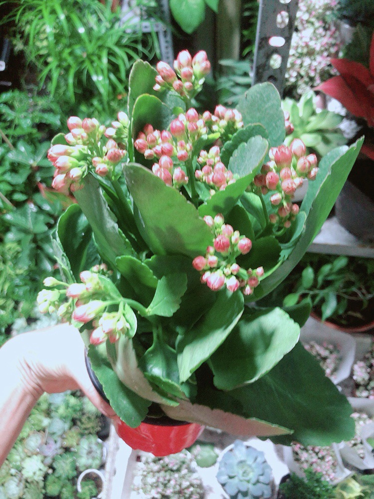Cây Hoa Sống Đời