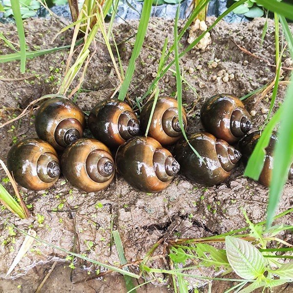 Dung dịch kiểm tra PH