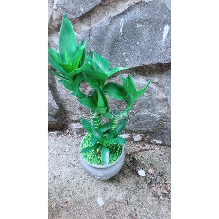 Chậu Phát Tài Giò Gà 3 Thân