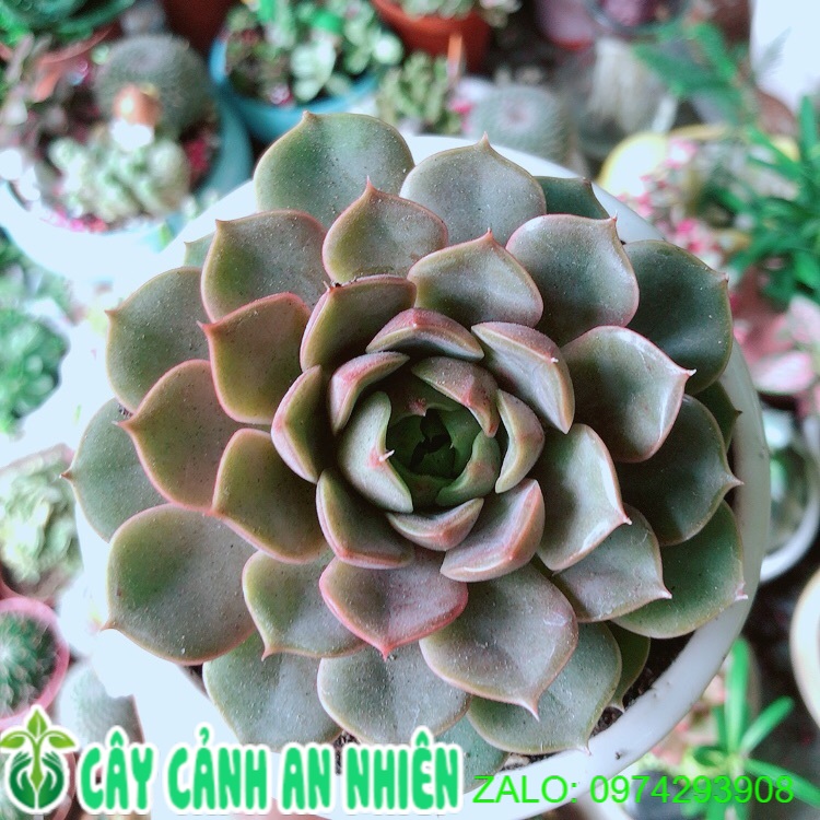 Chậu cây sen đá nâu