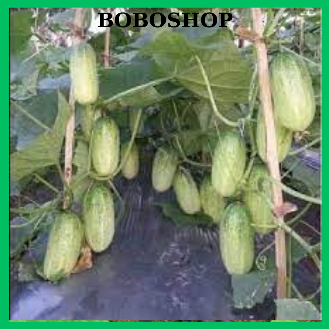 20 HẠT GIỐNG DƯA CHUỘT MÈO SIÊU QUẢ
