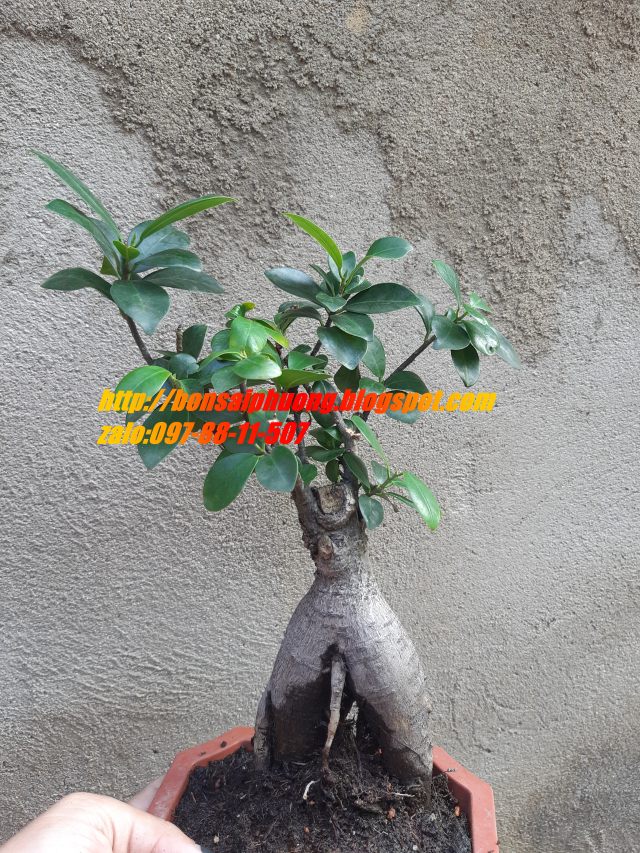cây si nhật bonsai