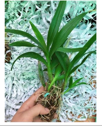 Đenzo yaya cây giống siêng hoa (ảnh 2,3)