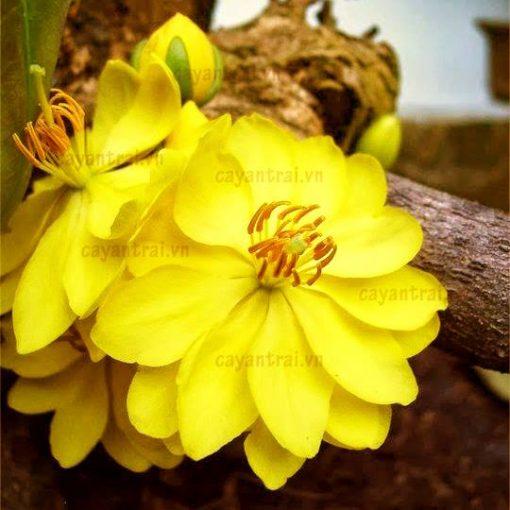 Cây Mai Huỳnh Tỉ