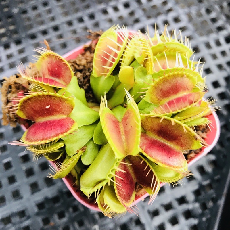 CÂY BẪY KẸP VENUS FLYTRAP ID BIGMOUTH SIZE BÉ LỖI 1 ĐỔI 1