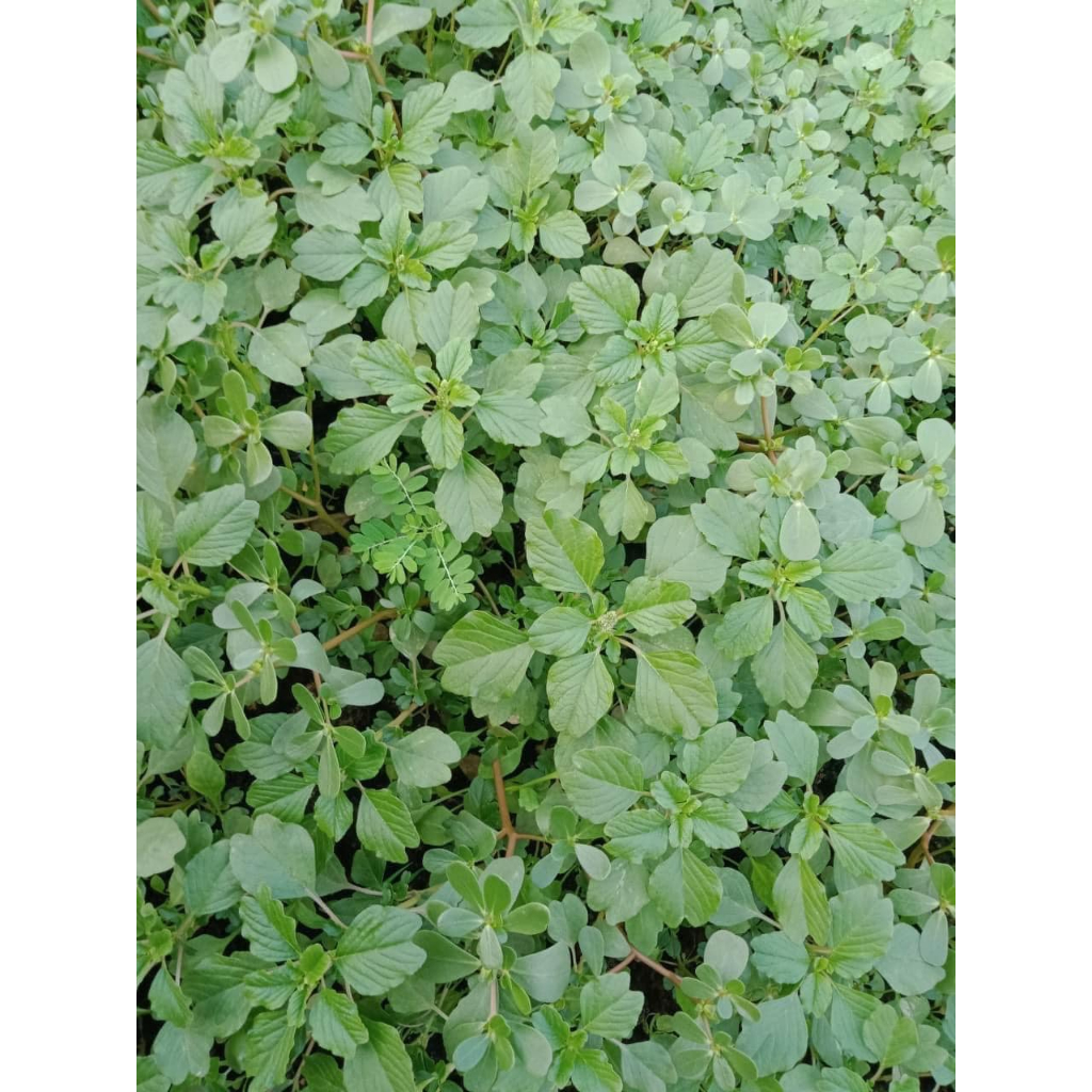 Combo 2 gói Hạt giống rau dền cơm ,dền mini-gói 10gram(tặng kèm phân bón)