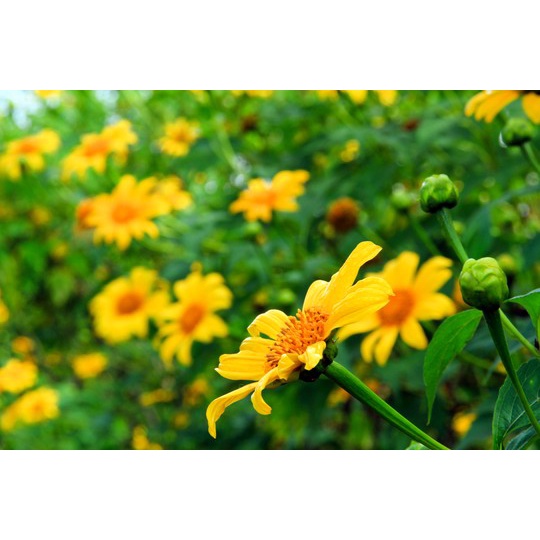 MJ442 HẠT GIỐNG HOA DÃ QUỲ MIX MÀU - 50 Hạt