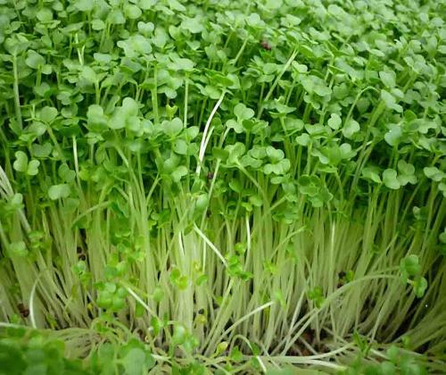 hạt giống rau cải mầm