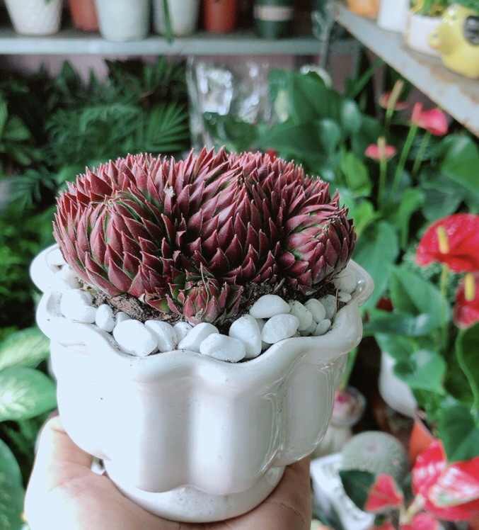 Chậu Sen Phật Bà Đỏ