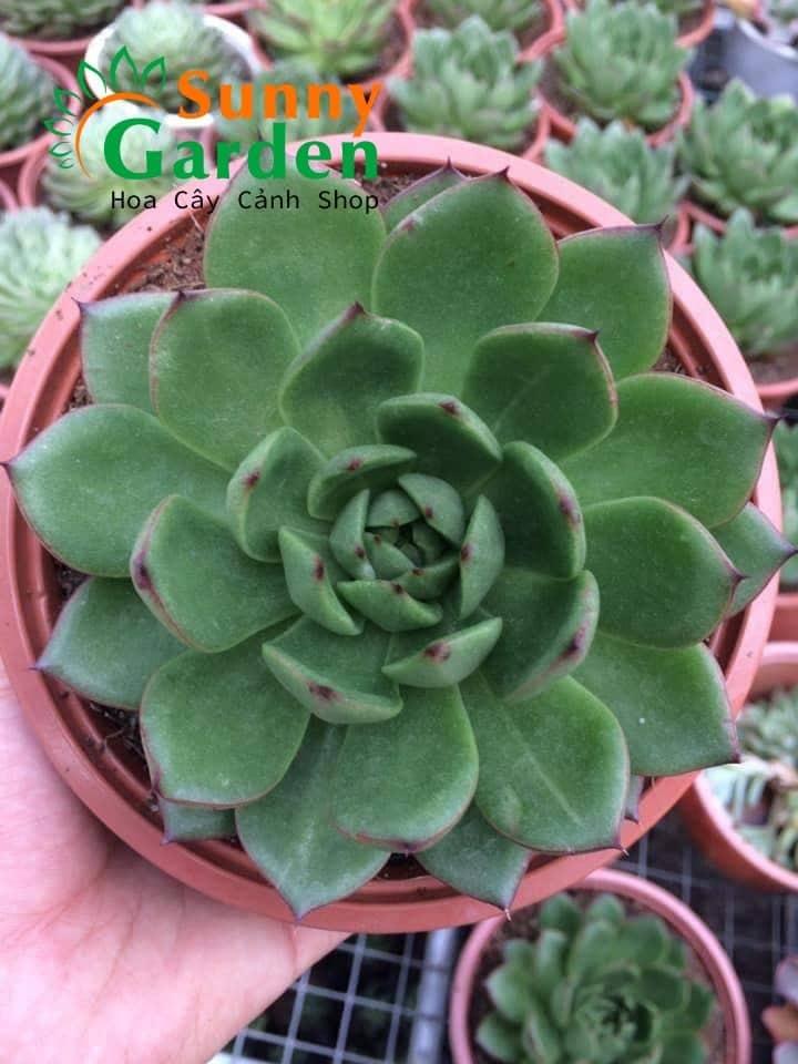 Sen Đá Đế Vương Chậu Trung