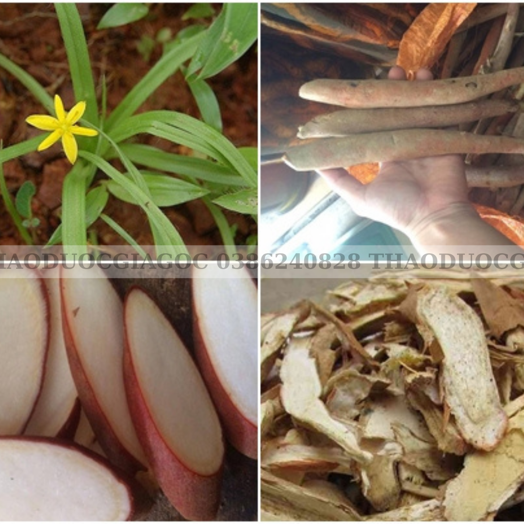 sâm cau đỏ rừng tây bắc 1kg (hàng khô đẹp)